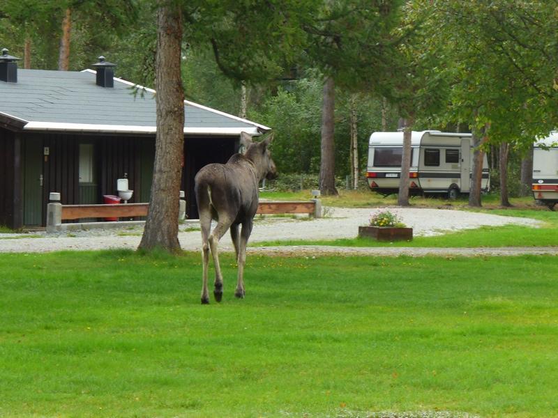 Furuly Camping Nordberg Dış mekan fotoğraf
